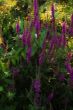 purple flowers