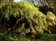 tree with blossom