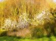 tree with blossom