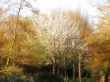 tree with blossom