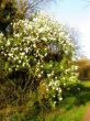 tree with blossom