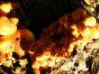 mushrooms