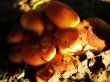 mushrooms