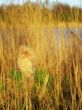tall grass
