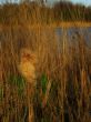 long grass