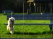 grass and bank