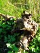 tree in forest