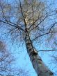 long tree