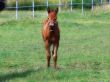 baby horse
