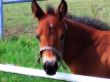 baby horse