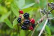 Wild blackberry on the bush