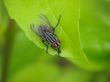 Flesh fly