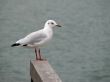 Seagull