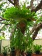 Large staghorn