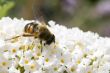 bee on a buddleja