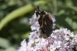 Nymphalidae on Buddleja