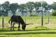 grazing donkey