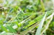 green grasshopper