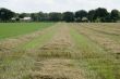 drying hay