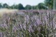 fields with heath