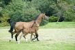 horse with foal