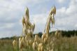 wheat in the field