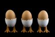 three birds with eggs