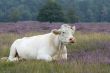 white cow in landscape