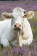 cow in purple landscape