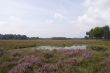 heather landscape