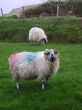 Irish sheep