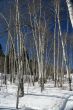 Winter aspens