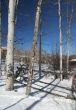 Aspens in snow