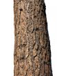 Trunk of Ponderosa Pine, isolated