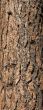 Trunk of Ponderosa Pine