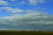 Cattle, big sky