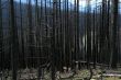 Forest fire aftermath