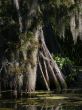 cypress trunk