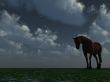 horse