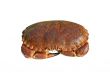 Crab isolated over white