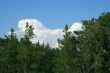 Clouds and pines