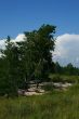 Clouds and pines