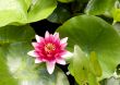 Pink Water Lily