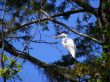 Great White Egret