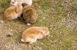Rabbits