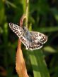 White Checkered Skipper