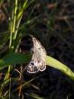 White Checkered Skipper