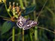 White Checkered Skipper