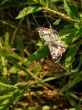 White Checkered Skipper