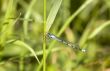 Blue dragonfly on grass